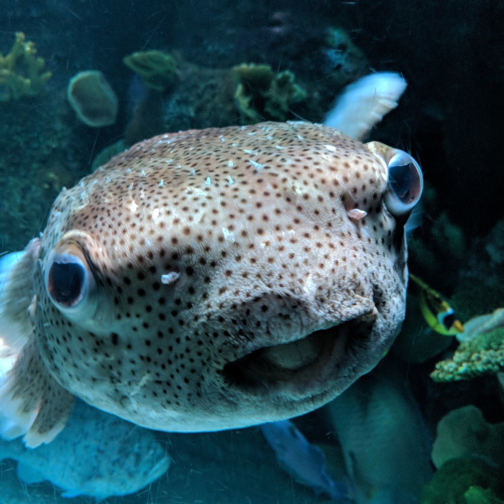 Meet your Posher, Meg